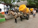gilit (01)